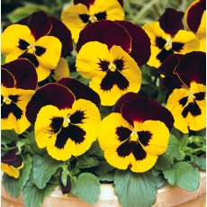 AUTUMN PACK Pansy Matrix 'Red Wing'   6pk AUTUMN PACK Pansy Matrix 'Red Wing'   6pk