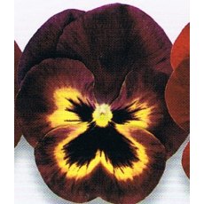 AUTUMN PACK Pansy Matrix 'Sangria'   6pk AUTUMN PACK Pansy Matrix 'Sangria'   6pk