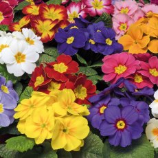 AUTUMN PACK Primrose 'Alaska Select Mix'   6pk AUTUMN PACK Primrose 'Alaska Select Mix'   6pk