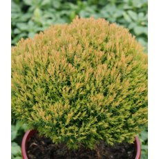 Thuja occidentalis 'Anniek' 3L Thuja occidentalis 'Anniek' 3L