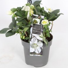 Helleborus niger 'Christmas Carol' 12cm Helleborus niger 'Christmas Carol' 12cm