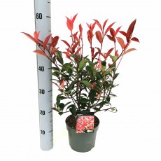 Photinia x fraseri 'Carre Rouge' 2L Photinia x fraseri 'Carre Rouge' 2L
