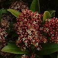 Skimmia japonica 'Rubella' (M)   1.5L Skimmia japonica 'Rubella' (M)   1.5L