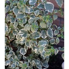 Hydrangea petiolaris 'Silver Lining' 2L Hydrangea petiolaris 'Silver Lining' 2L