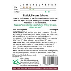 Shallot Zebrune Shallot Zebrune