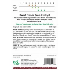 Dwarf French Bean Amethyst Dwarf French Bean Amethyst