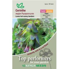 Cerinthe Major Purpurescens Cerinthe Major Purpurescens