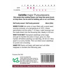 Cerinthe Major Purpurescens Cerinthe Major Purpurescens