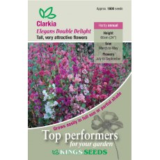 Clarkia Elegans Double Delight Clarkia Elegans Double Delight