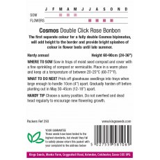 Cosmos Rose Bon Bon Cosmos Rose Bon Bon