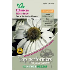 Echinacea White Swan Prima Donna Echinacea White Swan Prima Donna