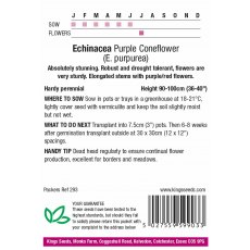 Echinacea Purpurea Purple Coneflower Echinacea Purpurea Purple Coneflower