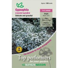 Gypsophila Muralis Covent Garden Gypsophila Muralis Covent Garden