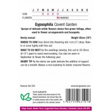 Gypsophila Muralis Covent Garden Gypsophila Muralis Covent Garden