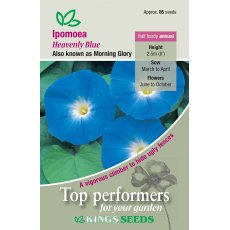 Ipomea Heavenly Blue Ipomea Heavenly Blue