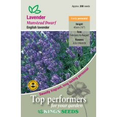 Lavender Munstead Dwarf Lavender Munstead Dwarf