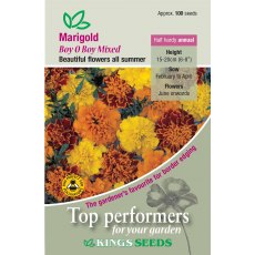 Marigold French Boy O Boy Mixed Marigold French Boy O Boy Mixed