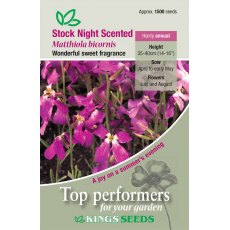 Stock Night Scented Stock Night Scented