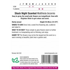 Stock Night Scented Stock Night Scented
