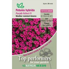 Petunia Purple Velvet F1 Petunia Purple Velvet F1