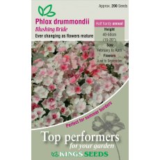 Phlox Drummondii Blushing Bride Phlox Drummondii Blushing Bride