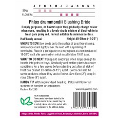 Phlox Drummondii Blushing Bride Phlox Drummondii Blushing Bride