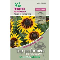 Rudbeckia Hirta Kelvedon Star Rudbeckia Hirta Kelvedon Star