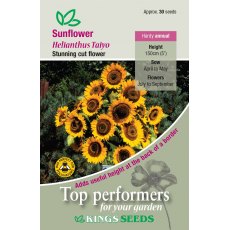 Sunflower Taiyo Sunflower Taiyo