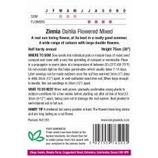 Zinnia Dahlia Flowered Mixed Zinnia Dahlia Flowered Mixed