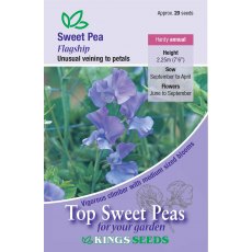 Sweet Pea Flagship Sweet Pea Flagship