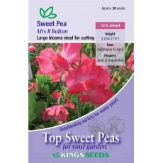 Sweet Pea Mrs R Bolton Sweet Pea Mrs R Bolton