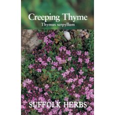 Thyme Creeping Thyme Creeping