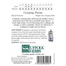 Thyme Creeping Thyme Creeping