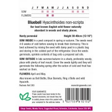 Wild Flower Bluebell Wild Flower Bluebell