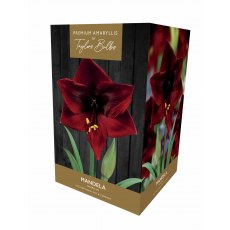 TAYLORS Amaryllis 'Mandela' Premium Gift Pack TAYLORS Amaryllis 'Mandela' Premium Gift Pack