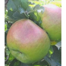 Apple (Malus) 'Bramley's Seeding' - Bush - M26 12L Apple (Malus) 'Bramley's Seeding' - Bush - M26 12L