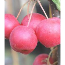 Malus x atrosanguinea 'Gorgeous' 12L Malus x atrosanguinea 'Gorgeous' 12L