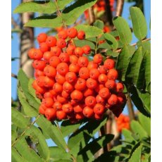 Sorbus aucuparia   12L Sorbus aucuparia   12L
