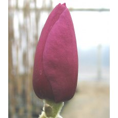 Magnolia 'Jurmag1' (BLACK TULIP) 5L Magnolia 'Jurmag1' (BLACK TULIP) 5L