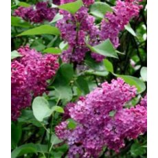 Syringa vulgaris 'Andenken an Ludwig Spath' 5L Syringa vulgaris 'Andenken an Ludwig Spath' 5L