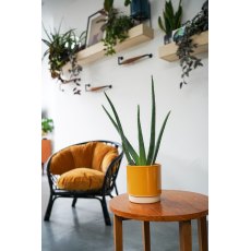 Eno Pot Mustard D11.5 cm H11.5cm Eno Pot Mustard D11.5 cm H11.5cm