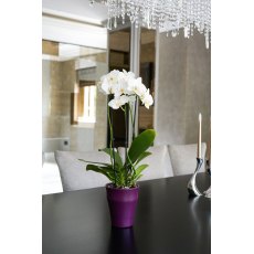 Matt Orchid Planter Soft Plum 13cm Matt Orchid Planter Soft Plum 13cm