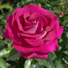 Rose 'Belle Rives' 3Ldp Rose 'Belle Rives' 3Ldp