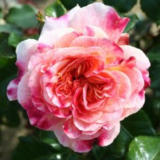 Rose 'Designer Sunset' 3Ldp Rose 'Designer Sunset' 3Ldp