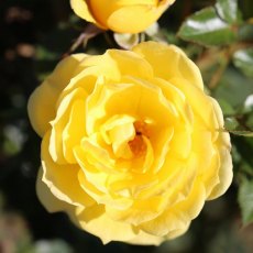 Rose 'Golden Wishes' 3Ldp Rose 'Golden Wishes' 3Ldp