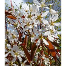 BARE-ROOT HEDGING Amelancher lamarckii (5 Plants) 60/90 1+1 BARE-ROOT HEDGING Amelancher lamarckii (5 Plants) 60/90 1+1