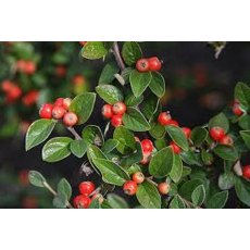 BARE-ROOT HEDGING Cotoneaster simonsii (5 Plants) 40/60 1+1 BARE-ROOT HEDGING Cotoneaster simonsii (5 Plants) 40/60 1+1