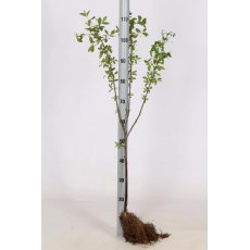 BARE-ROOT HEDGING Euonymus europaeus (5 Plants) 60/100 1+1 BARE-ROOT HEDGING Euonymus europaeus (5 Plants) 60/100 1+1