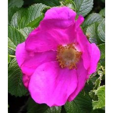 BARE-ROOT HEDGING Rosa rugosa 'Rubra' (5 Plants) 40/60 1+1 BARE-ROOT HEDGING Rosa rugosa 'Rubra' (5 Plants) 40/60 1+1