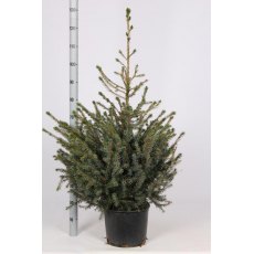 CHRISTMAS TREE Picea omorika 100/125cm 10L (POTGROWN) CHRISTMAS TREE Picea omorika 100/125cm 10L (POTGROWN)